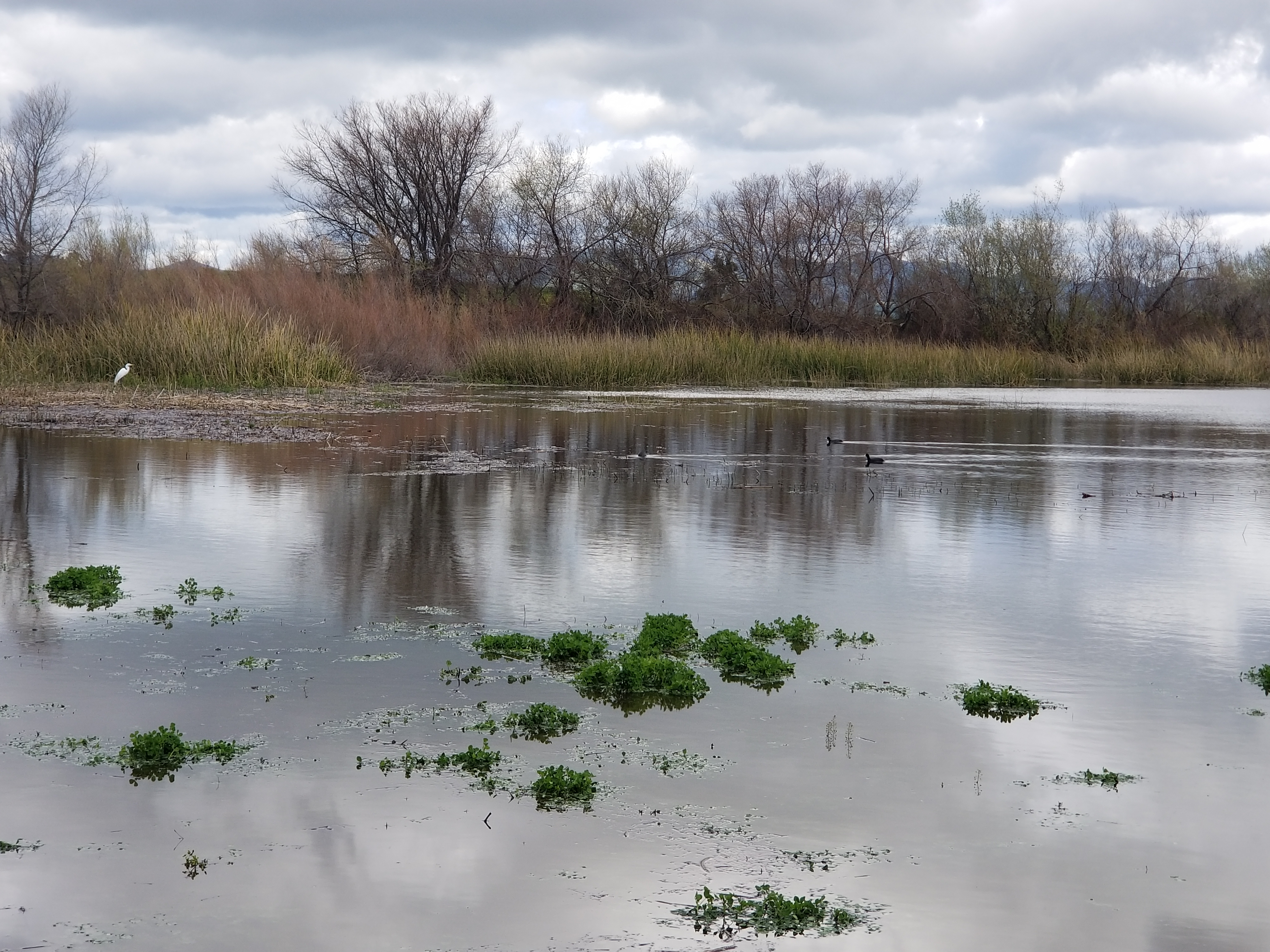 natural pond with critters