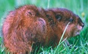 muskrat lurking around a pond